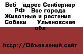 Веб – адрес Сенбернар.РФ - Все города Животные и растения » Собаки   . Ульяновская обл.